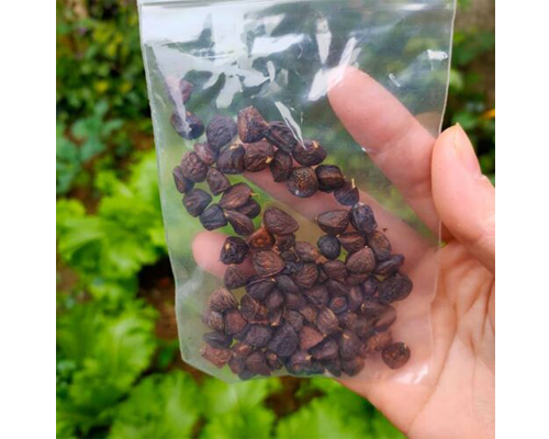 Hạt Dổi Tây Bắc Loại 100g